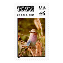 Aviary Stamps