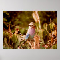 Aviary Poster