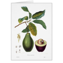 Avocado (Persea americana) Greeting Cards