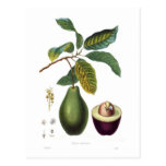 Avocado (Persea americana) Post Cards