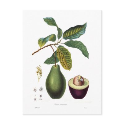 Avocado (Persea americana) Post Cards by Botany_Boy