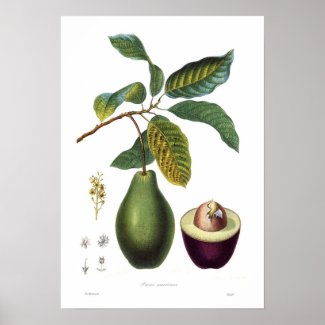 Avocado (Persea americana) Print