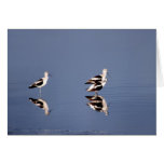 Avocet Cards