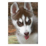 AW- Siberian Husky Birthday Card