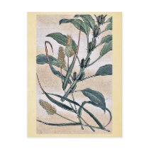 Awa - goma / Kanemori Ukiyo-e. Postcards