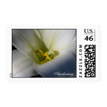 Awakening Lily Postage postage by EnglandDesigns Awakening Lily Postage postage
