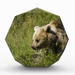 Award QPC Template - Customized