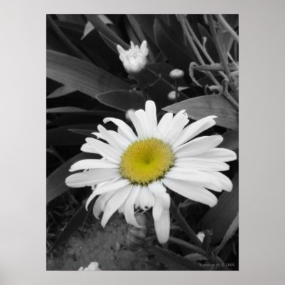 Award Winner-Black and White Daisy Poster by indolilly