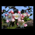 Awesome Blossoms Flower Photo Poster Print