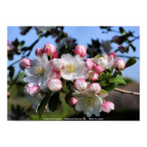 Awesome Blossoms Flower Photo Poster Print