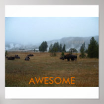 Awesome Buffalo Poster