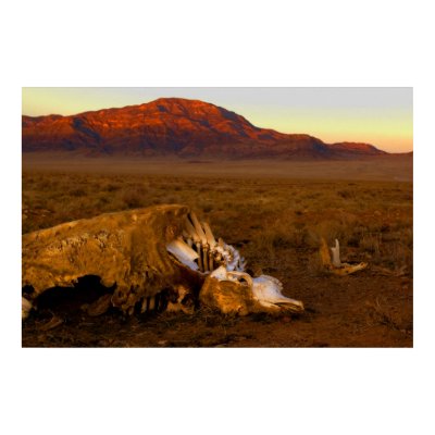 Awesome Dead Cow at Sunset Poster by WanderLinArts