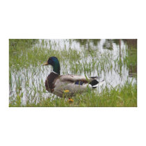 Awesome Floating Duck Gallery Wrapped Canvas