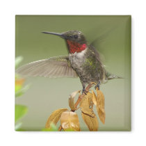 Awesome Hummingbird magnets
