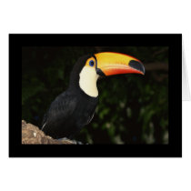 Awesome Toucan Cards