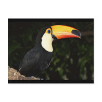 Awesome Toucan Post Card