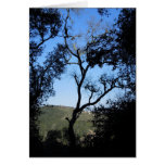 Awesome Trees on York Mountain Road, Templeton Cards