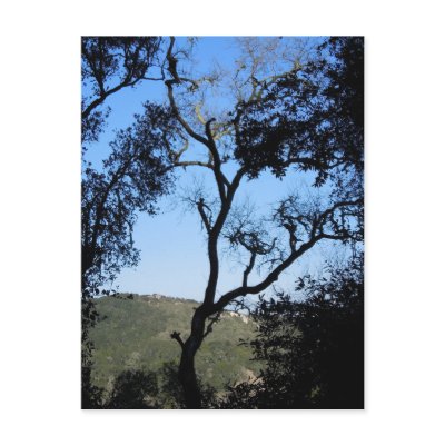 Awesome Trees on York Mountain Road, Templeton Post Cards by barbsbooks