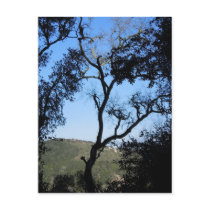 Awesome Trees on York Mountain Road, Templeton Post Cards