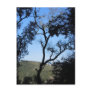 Awesome Trees on York Mountain Road, Templeton Post Cards