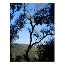 Awesome Trees on York Mountain Road, Templeton Post Cards