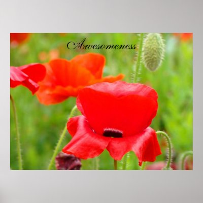 Awesomeness art prints Red Poppies Flowers Meadow by Basleeartprintgifts