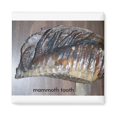awsome tooth, mammoth tooth fridge magnets by kotzradio