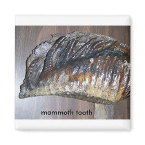 awsome tooth, mammoth tooth fridge magnets