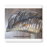 awsome tooth, mammoth tooth fridge magnets
