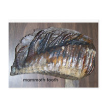 awsome tooth, mammoth tooth postcards