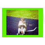 Awww Nuts Card