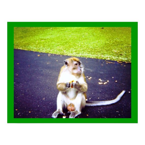 Awww Nuts Poster print