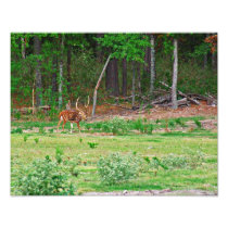 Axis Deer Photo