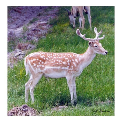 Axis Deer print