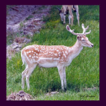 Axis Deer posters by naturegirl7 Axis Deer posters
