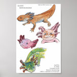 Axolotls Poster