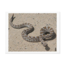 AZ Black Rattlesnake (Do not click if squeemish) Post Card