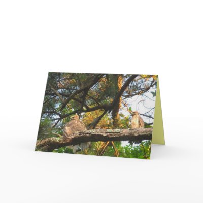 AZ- Thinking of you hawk card by patcallum