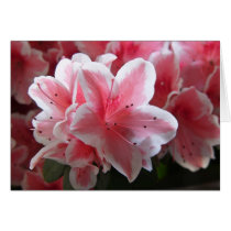 Azalea #2 cards by francor Azalea #2 cards
