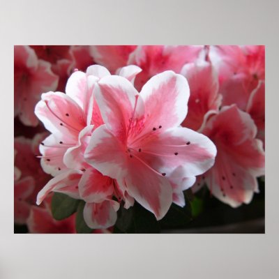 Azalea #3 poster by francor