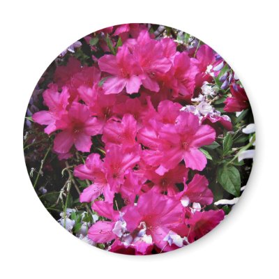azalea and wisteria magnet by pamutton