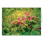 Azalea blooming card