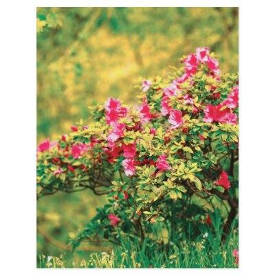 Azalea blooming full color flyer by gavila_pt