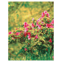 Azalea blooming full color flyer