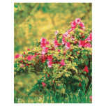 Azalea blooming flyers