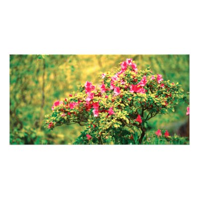 Azalea blooming custom photo card by gavila_pt