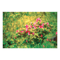 Azalea blooming photographic print