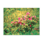 Azalea blooming post cards
