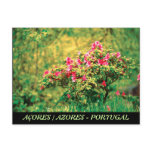 Azalea blooming postcards
