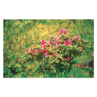 Azalea blooming stationery by gavila_pt